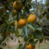 Maekawa Jiro Persimmon - Image 3