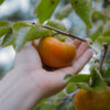 Maekawa Jiro Persimmon - Image 5