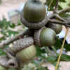 Shumard Oak