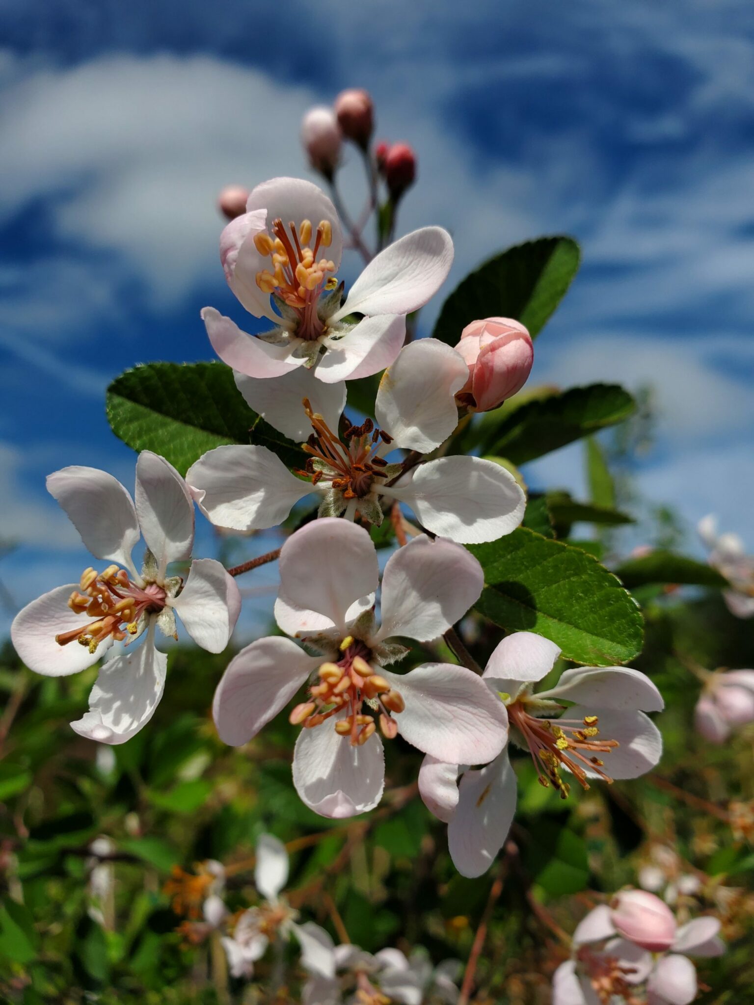Southern Crabapple Chestnut Hill Nursery