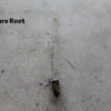 Black Mulberry - Image 3