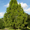 Bald Cypress