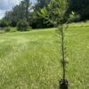 Bald Cypress - Image 2