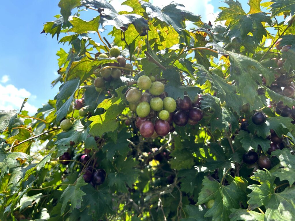 Southern Home Muscadine Grape Vine – Chestnut Hill Nursery