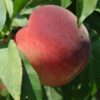 TropicSnow Peach (Low-Chill)