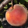 TropicBeauty Peach (Low-Chill)