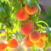 Belle of Georgia Peach