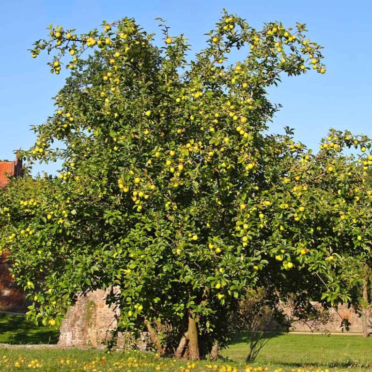 Dorsett Golden Apple Chestnut Hill Nursery dorsett-golden-apple-chestnut-hill-nursery