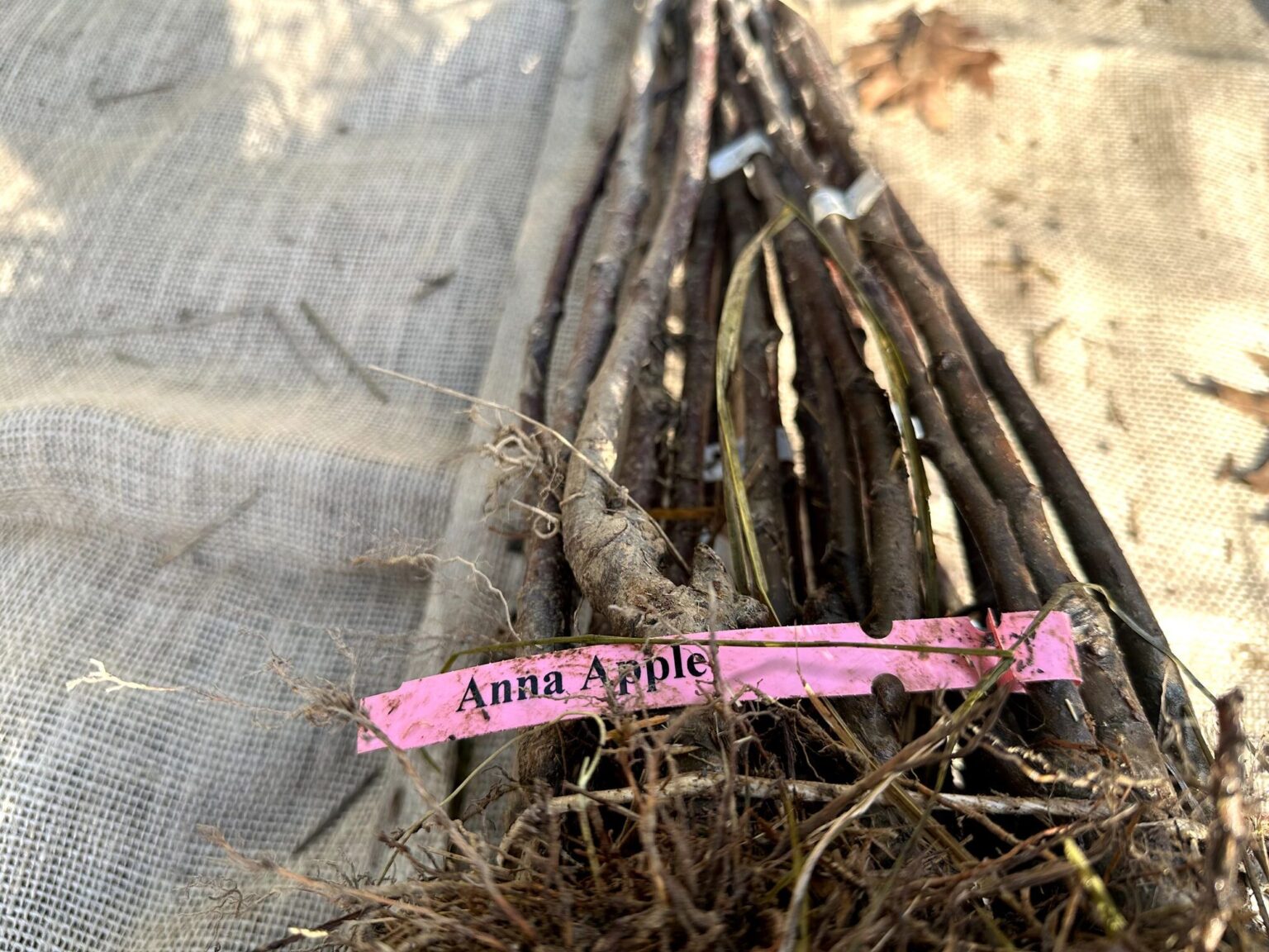 anna-apple-tree-low-chill-chestnut-hill-nursery