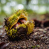 Dunstan Chestnut