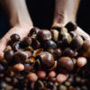 Dunstan Chestnut - Image 2