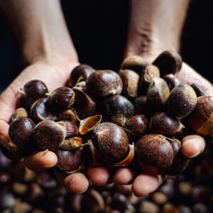 Dunstan Chestnut Tree Bulk Pallet (50 Trees)