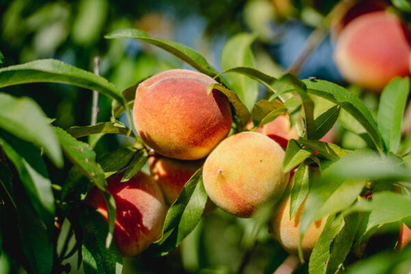 Flordaprince Peach (Low-Chill) - Image 2
