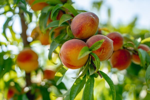 Flordaprince Peach (Low-Chill)