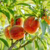 TropicBeauty Peach (Low-Chill) - Image 3