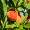 TropicBeauty Peach (Low-Chill) - Image 2