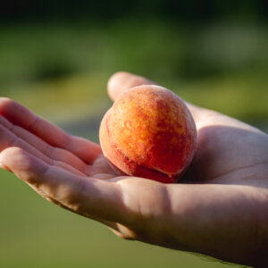 TropicBeauty Peach (Low-Chill)