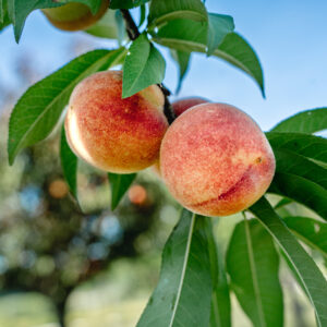 TropicSnow Peach (Low-Chill)