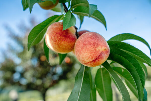 TropicSnow Peach (Low-Chill)