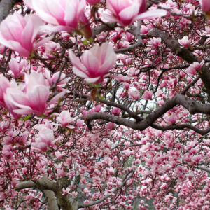 Ann Japanese Magnolia