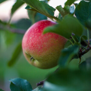 Honey Crisp Apple Tree
