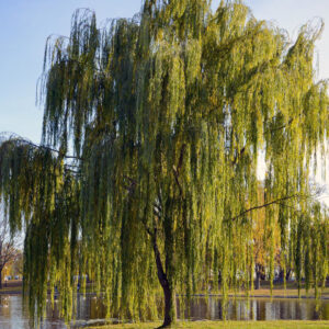 Weeping Willow Tree
