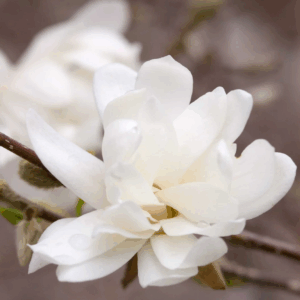 Dr. Merrill Japanese Magnolia