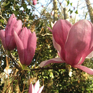 Saucer Japanese Magnolia