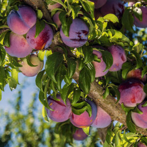 Santa Rosa Plum Tree