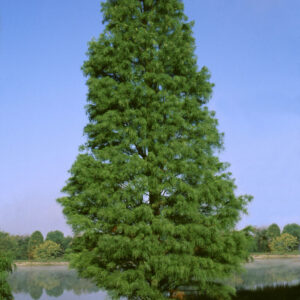 Pond Cypress Tree