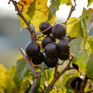 Alachua Muscadine