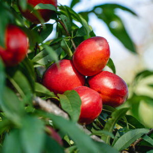 Sunraycer Nectarine Tree Low Chill