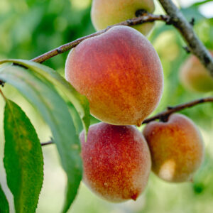 Florida Crest Peach Tree