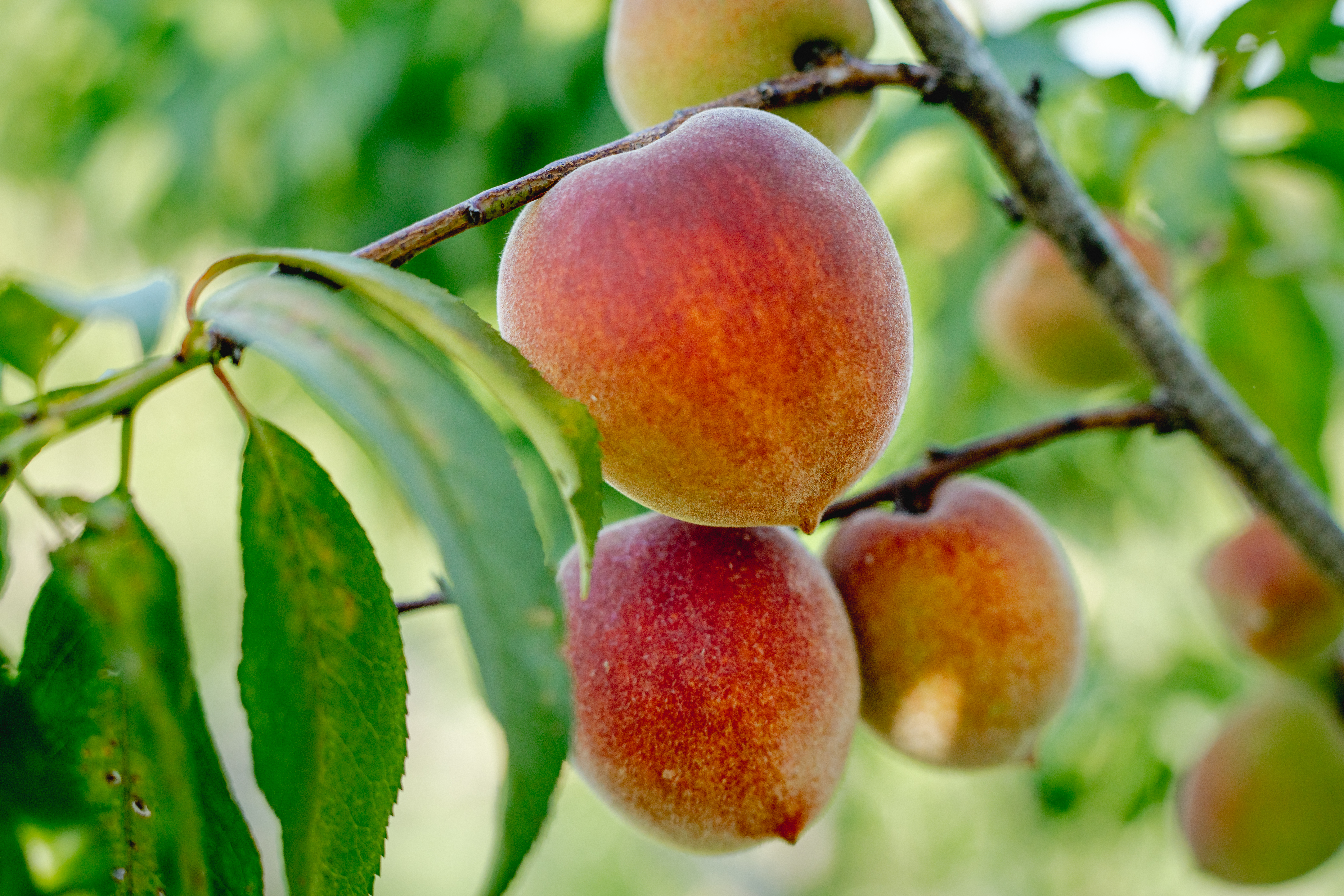 Florida Crest Peach Tree