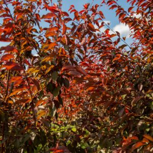 St. Luke's Purple Leafed Plum
