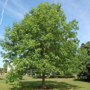 Green Ash