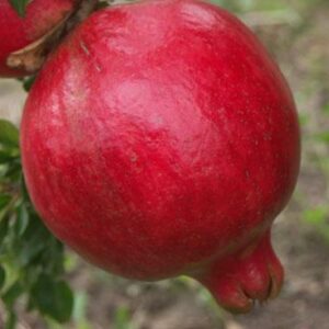 Nikitski Ranni Pomegranate