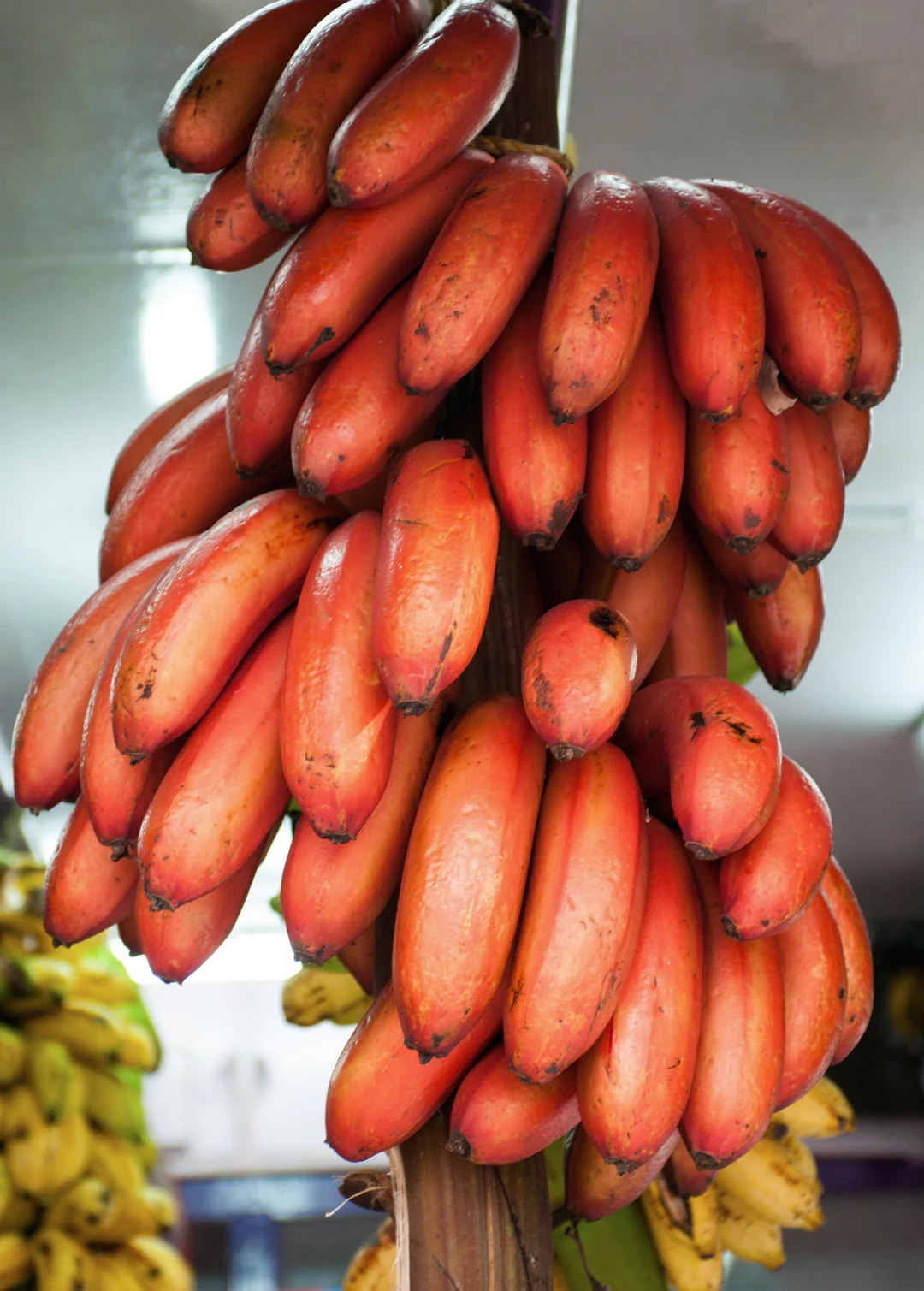Red Cuban Banana Tree