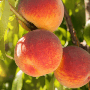 Red Skin Peach Tree