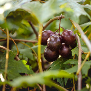 Southern Home Muscadine