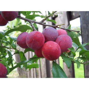 Bubblegum Plum Tree