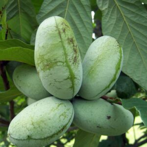 Paw Paw