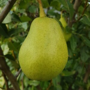 Pineapple Pear