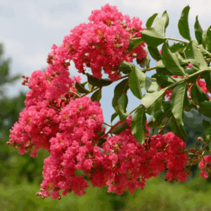 Crape Myrtle Tuscarora