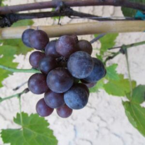 Dunstan's Dream Muscadine Grape Vine