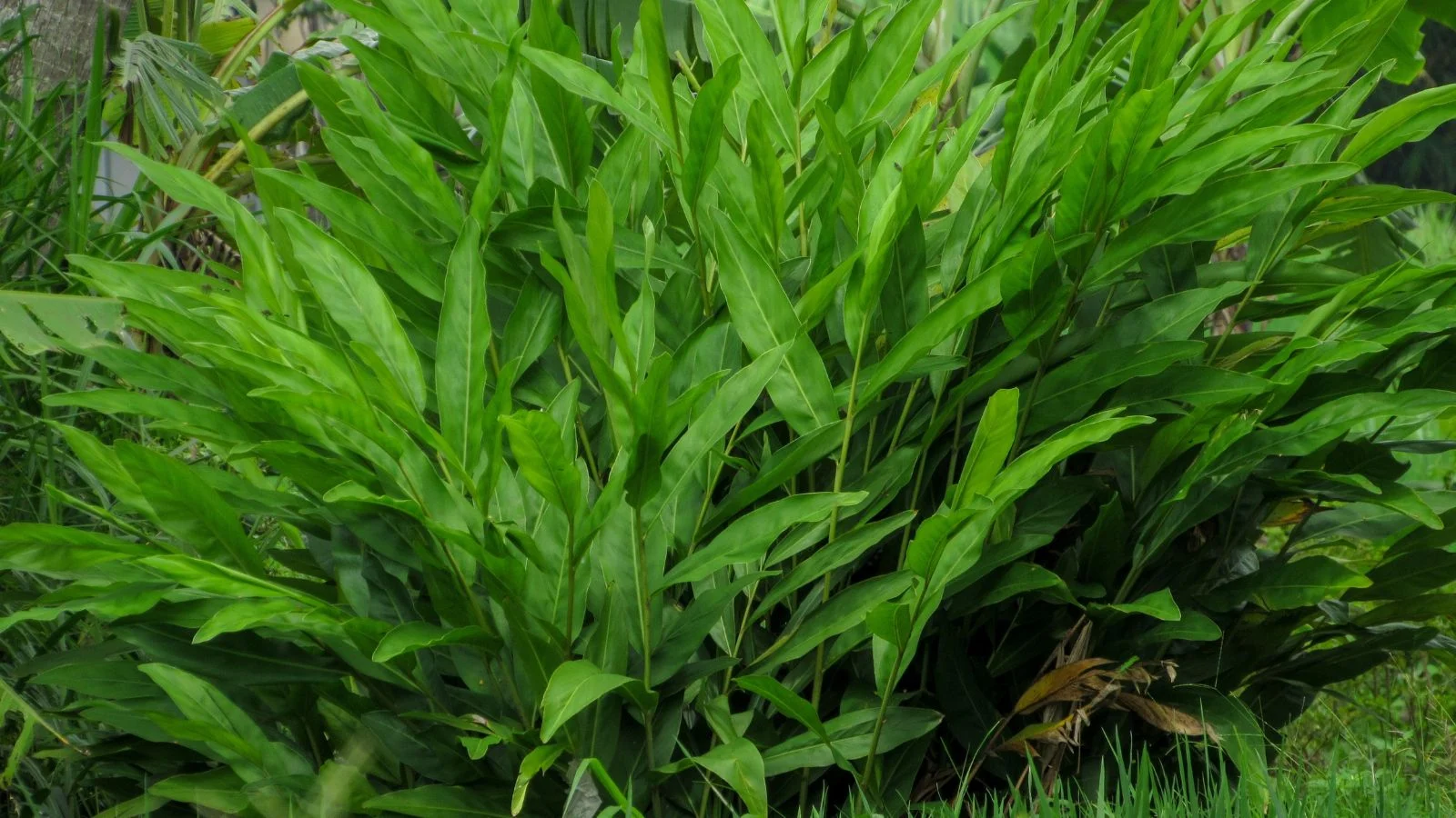 Thai Ginger a.k.a. Galangal Ginger