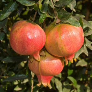 Ambrosia Pomegranate Tree