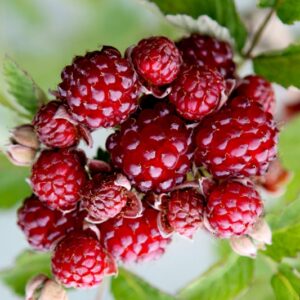 Dorman Red Raspberry Bush