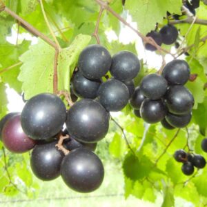 Cowart Muscadine Grape Vine
