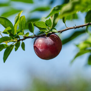 Gulf Beauty Plum Tree Low Chill